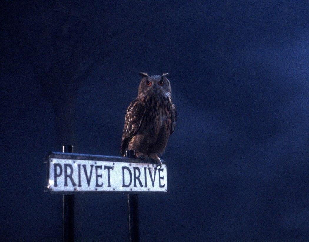 Privet drive