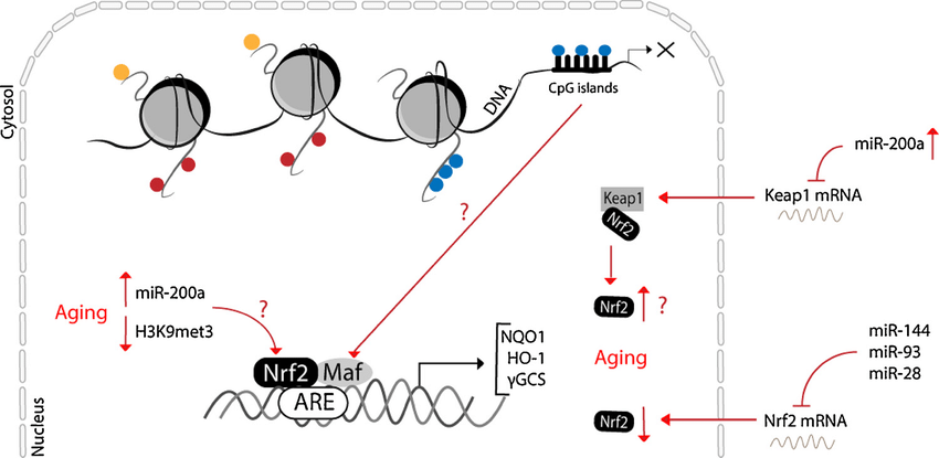 NRF2-in-aging