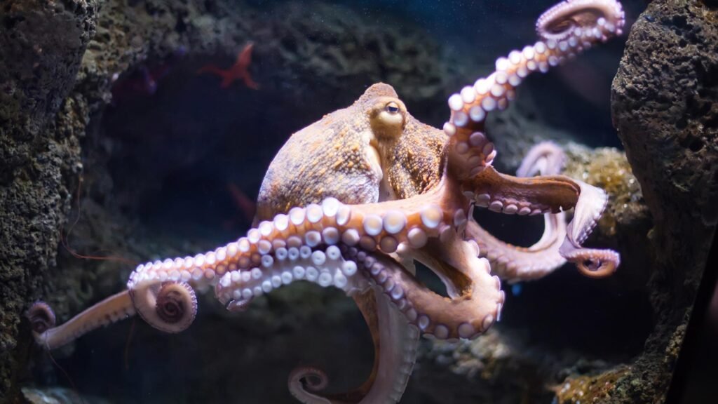 Octopuses are first intelligent life of earth