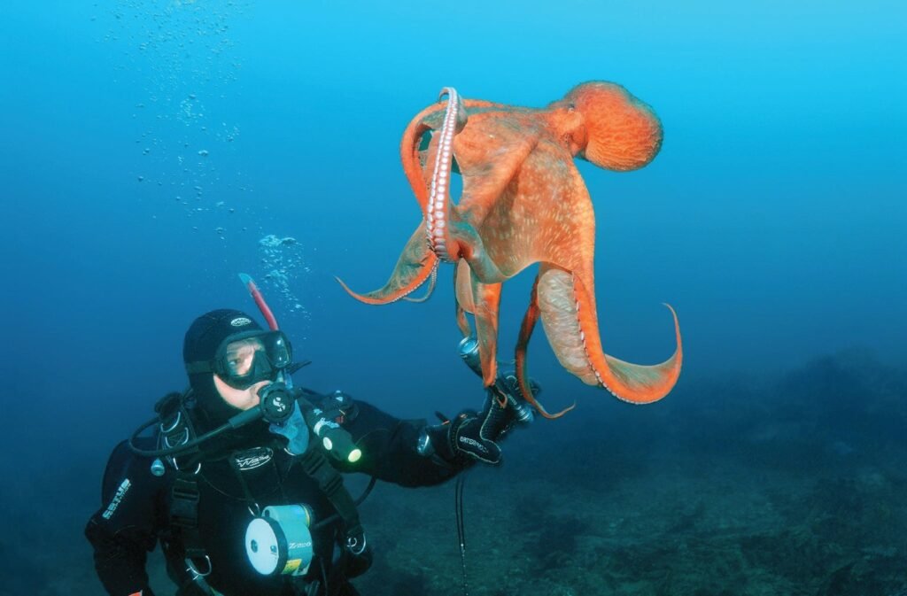 Ground Breaking Study In The Neural Behavior Of Octopuses & How ...