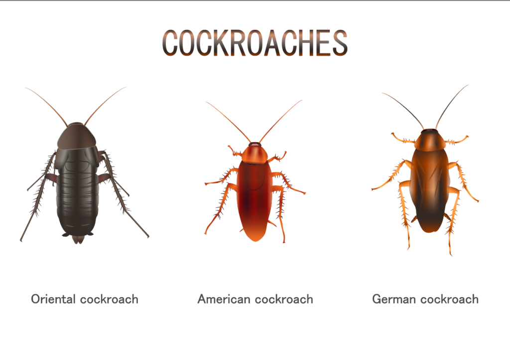 4 Reasons to Hate Cockroaches a Little Less Craffic