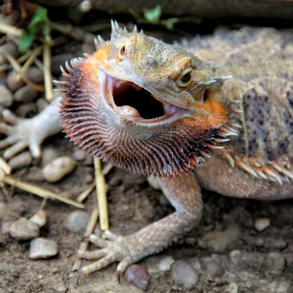 Bearded Dragon embryos can change Their Sex Depending on the Temperature