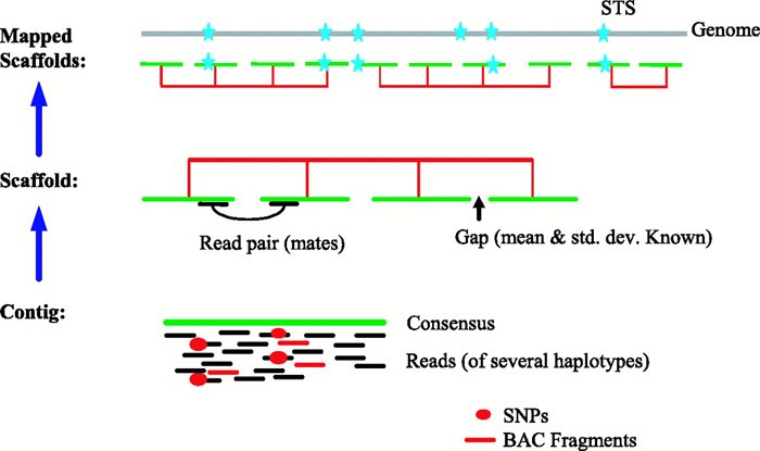 dfind old genome assemblies