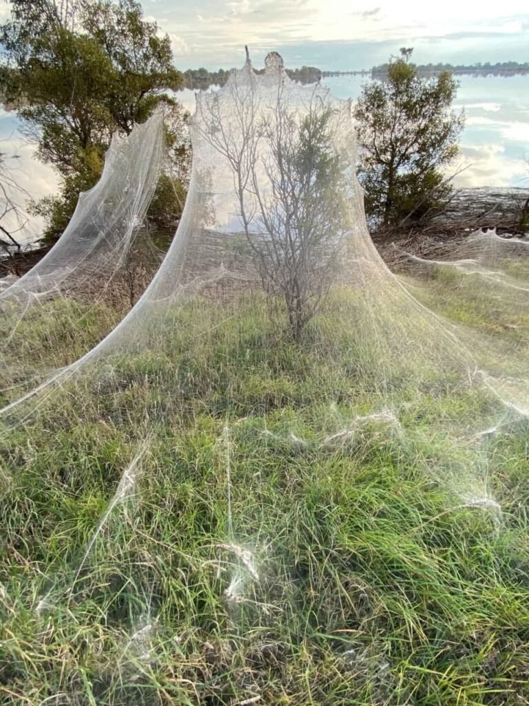 Spider Rain in Australia