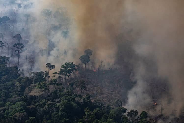 Amazon Rainforest becoming Source of CO2 warns new study - Craffic