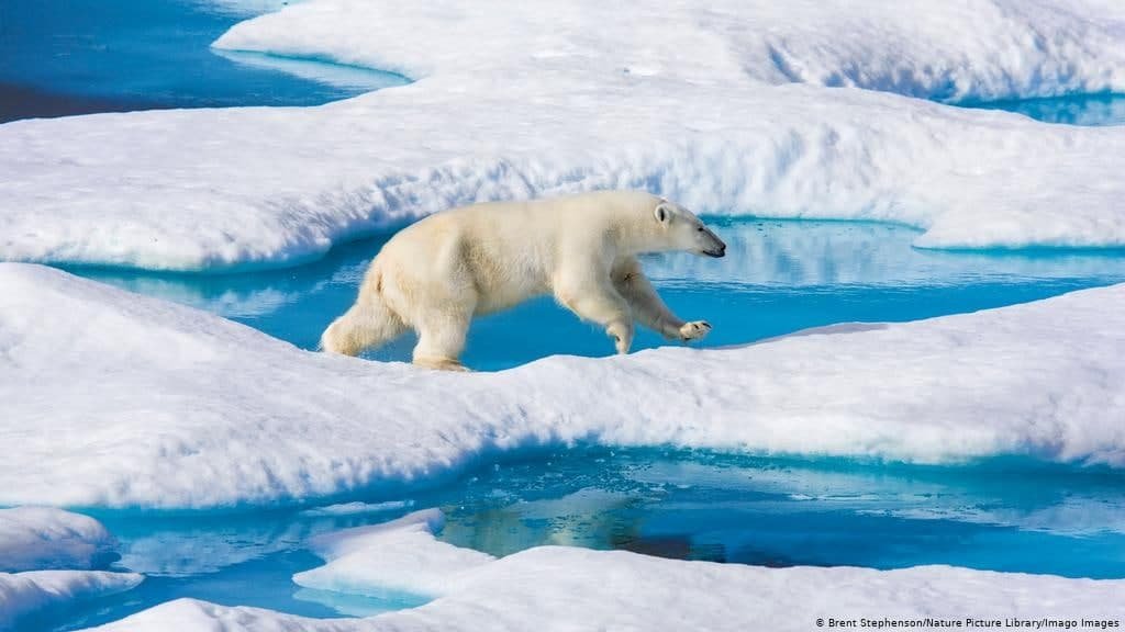 Arctic Polar Bear